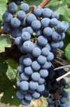 Organska proizvodnja grozdja